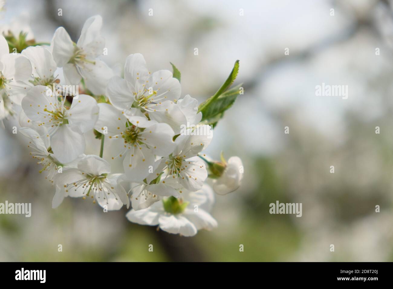 A branch of a blossoming cherry tree. Inflorescence of white cherry flowers in spring. Stock Photo