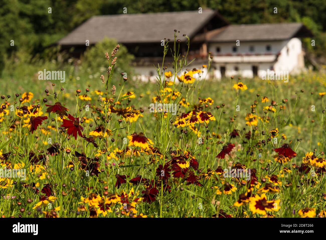 Wildflower meadow at a village in Lower Bavaria. Stock Photo