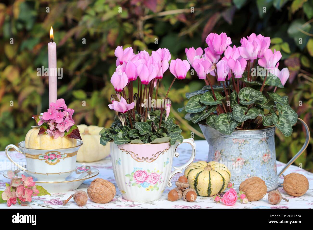 romantic autumn decoration with pink cyclamen flowers, white pumpkins and candle Stock Photo