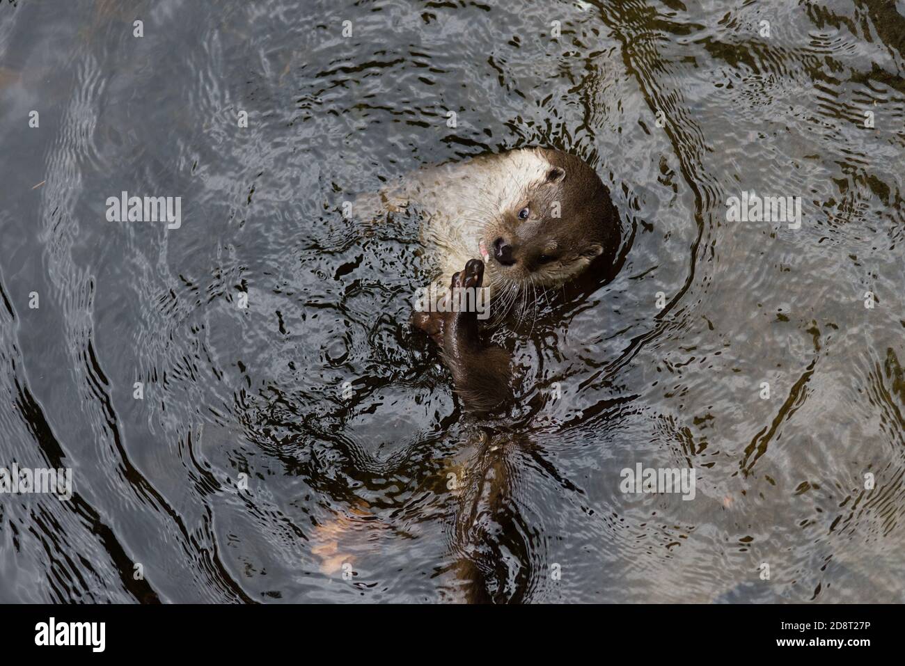 Ein Fischotter beim Spielen im Teich an Eurasian otter playing in a