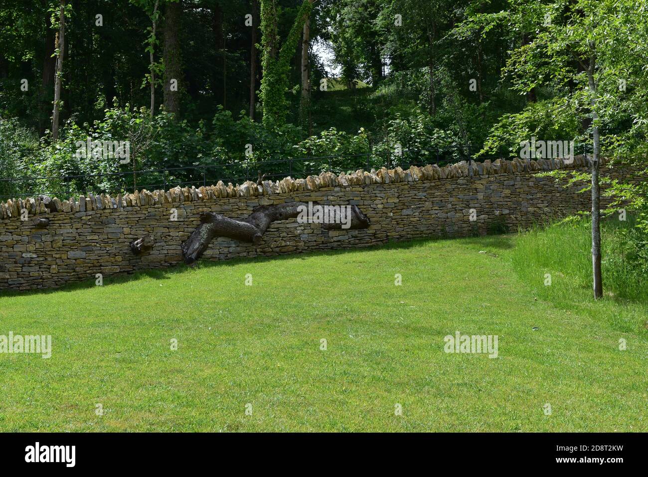 A beautiful dry stone wall with an architectural tree built through it at The Newt, a country garden and estate in Somerset. Stock Photo