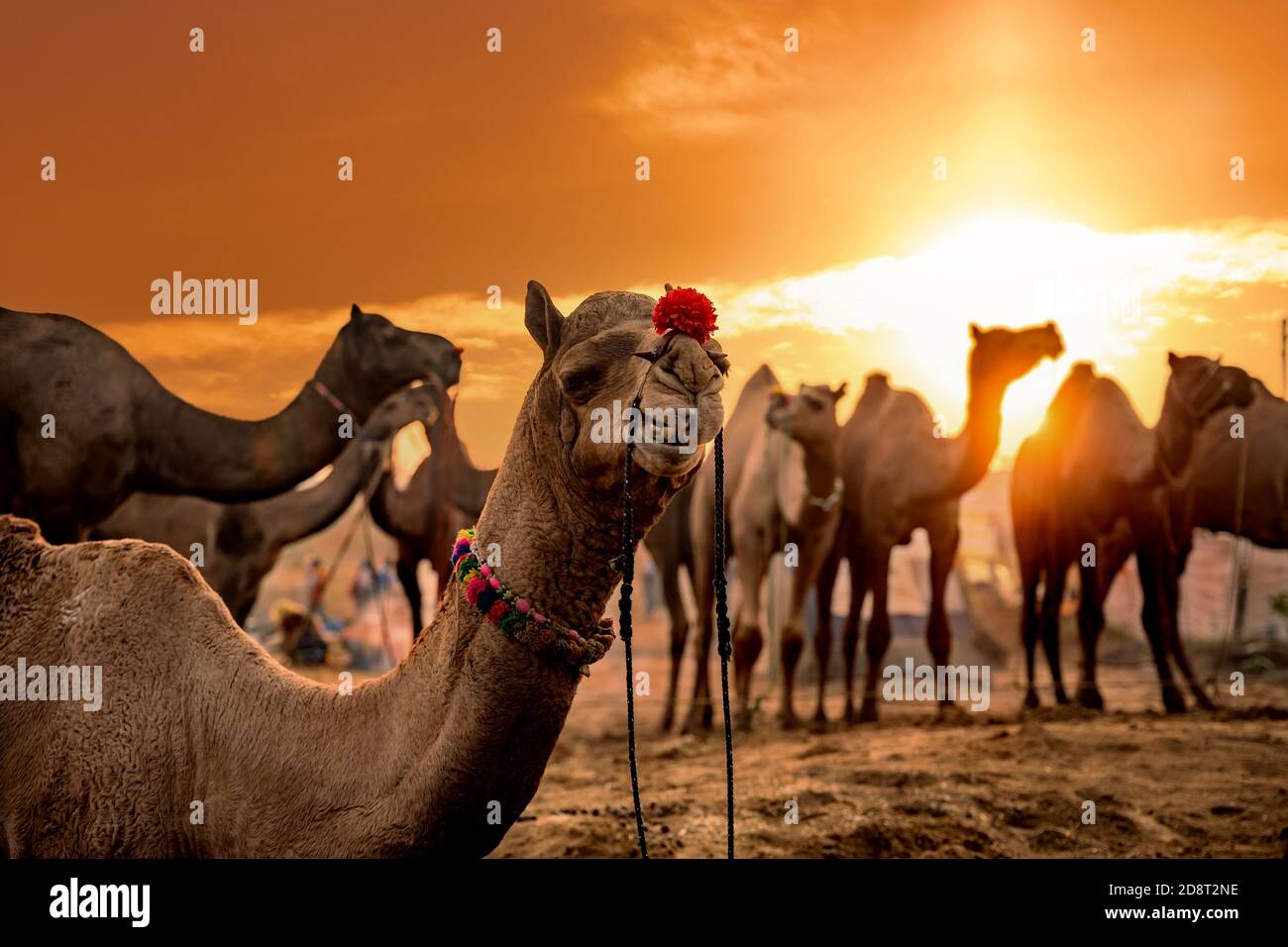 Camels at the Pushkar Fair, also called the Pushkar Camel Fair or locally as Kartik Mela is an annual multi-day livestock fair and cultural held in th Stock Photo