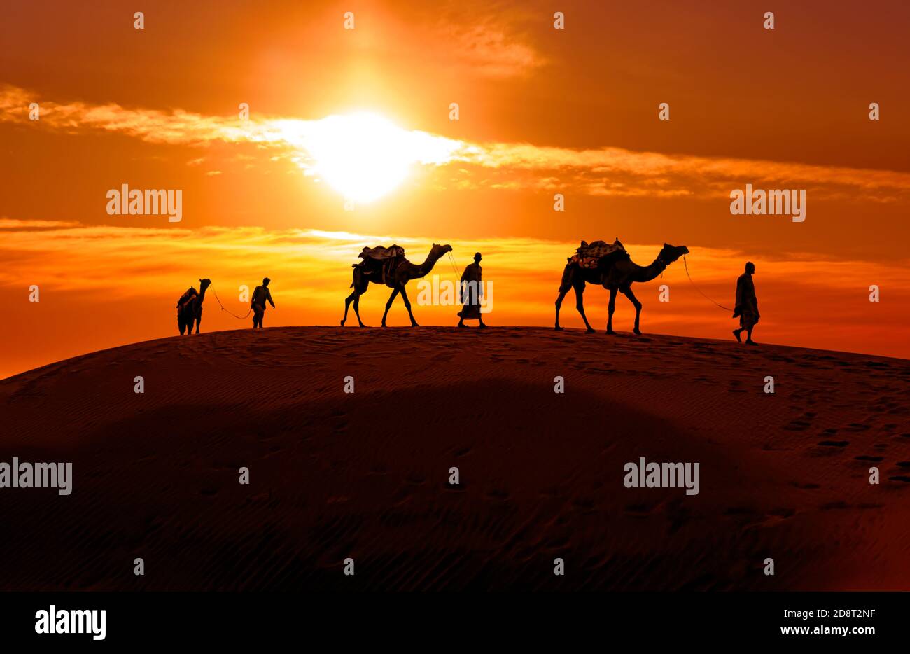 Cameleers, camel Drivers at sunset. Thar desert on sunset Jaisalmer, Rajasthan, India. Stock Photo