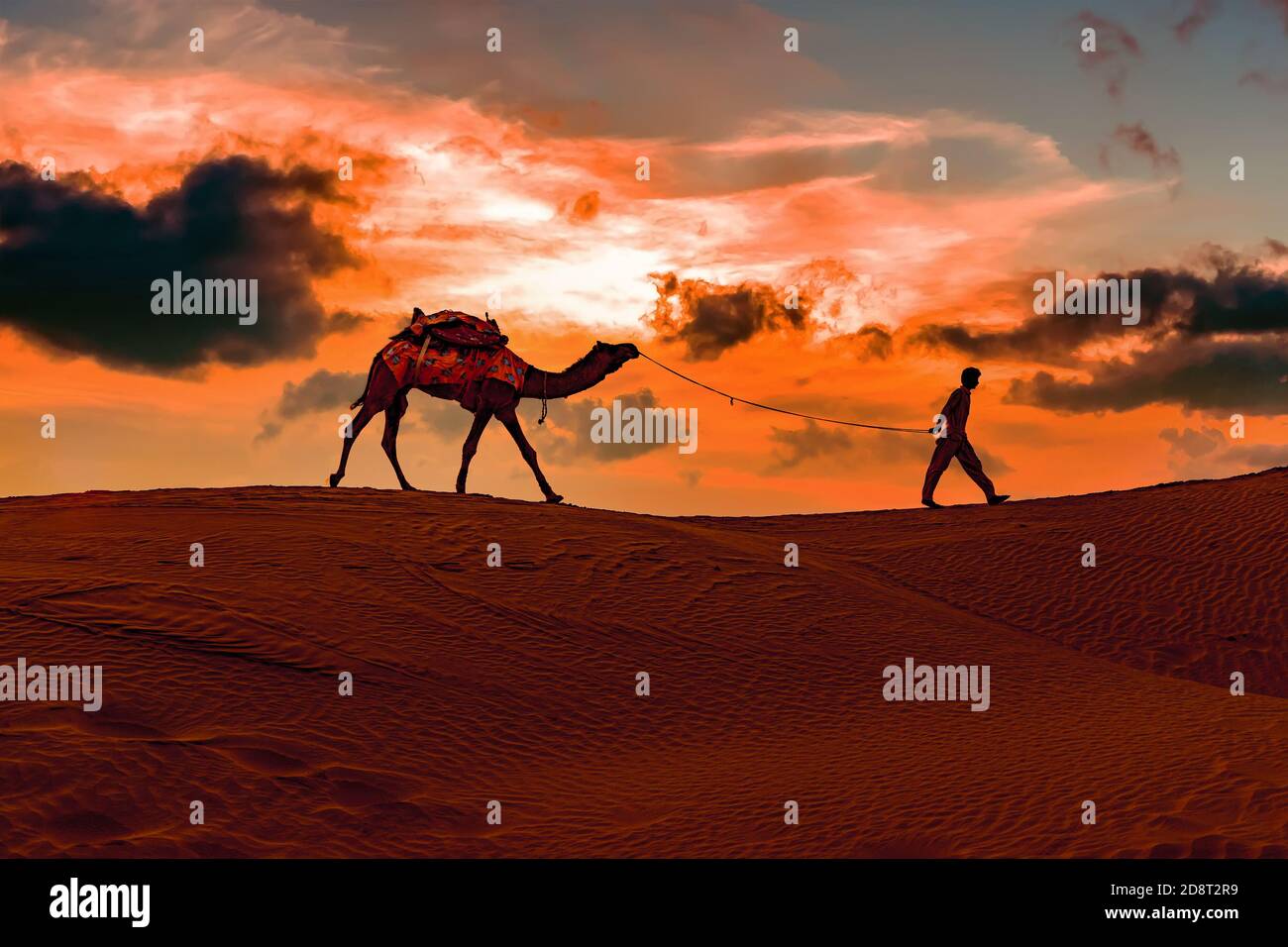 Cameleers, camel Drivers at sunset. Thar desert on sunset Jaisalmer, Rajasthan, India. Stock Photo