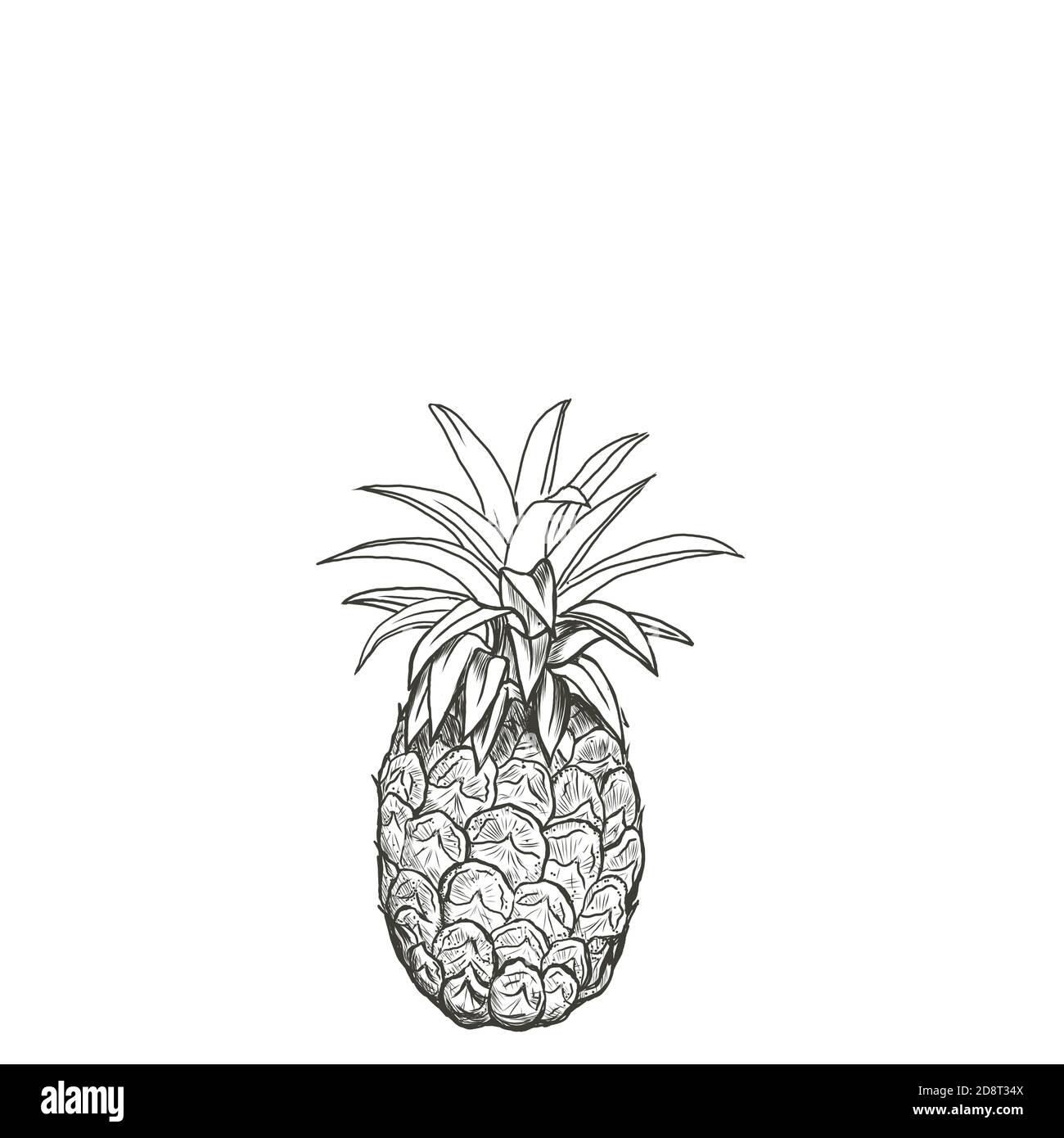 Vector line art pineapple fruits hand drawn illustration set. Stock Vector