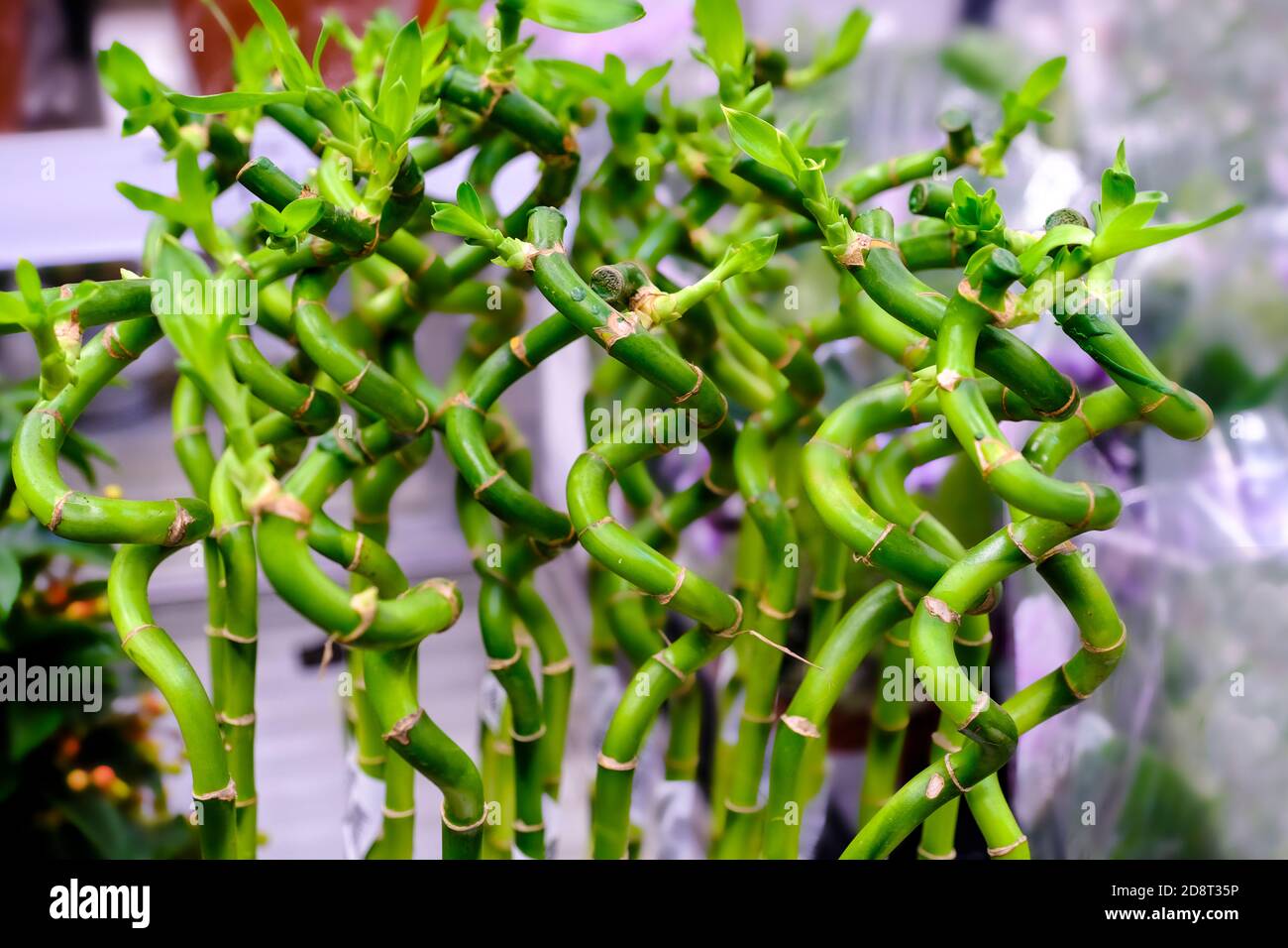 Lucky Bamboo , Dracaena Sanderiana. A tropical ornamental plant at floral market. Stock Photo