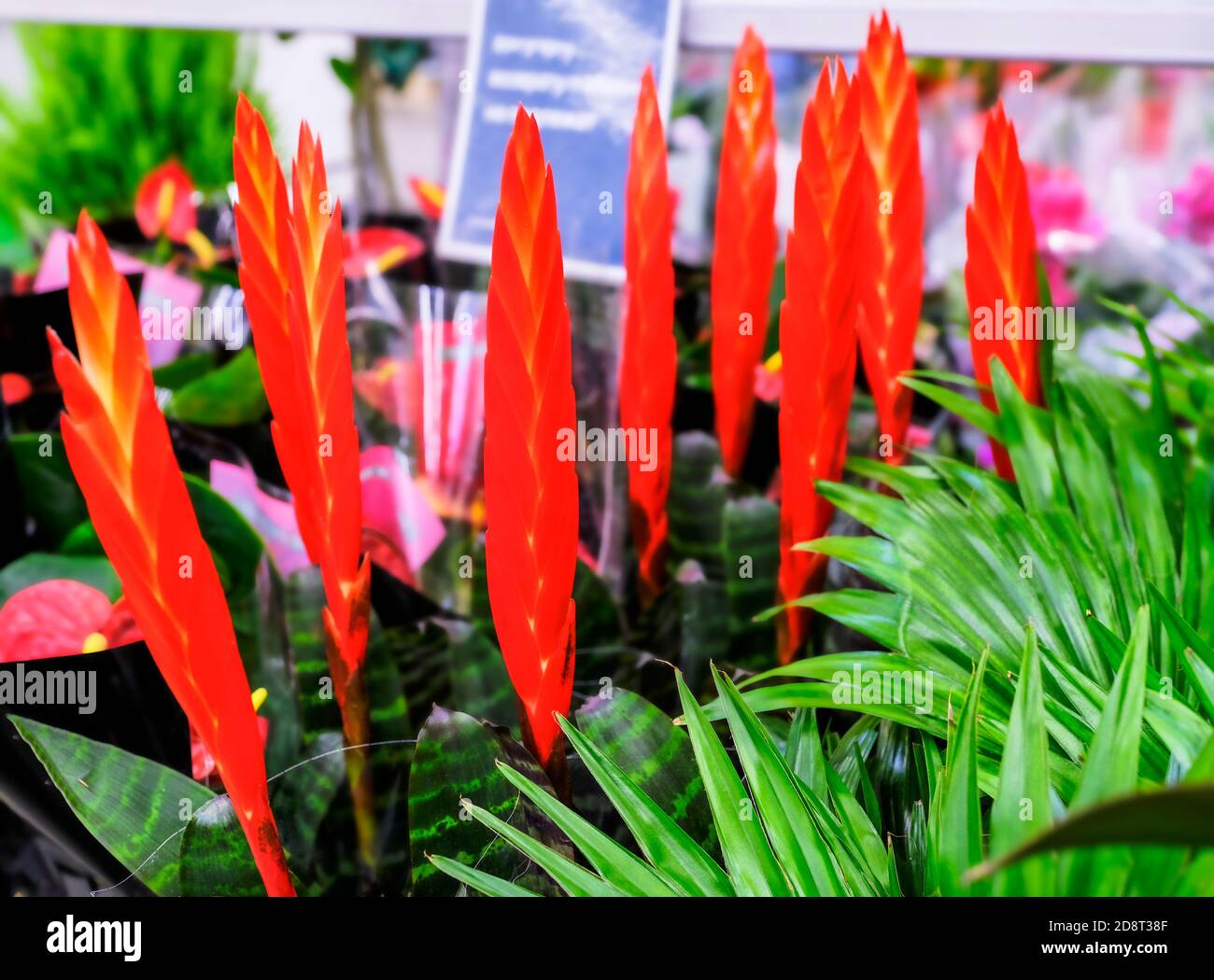 Red Vriesea Bromeliaceae is a tropical ornamental plant at floral market. Stock Photo