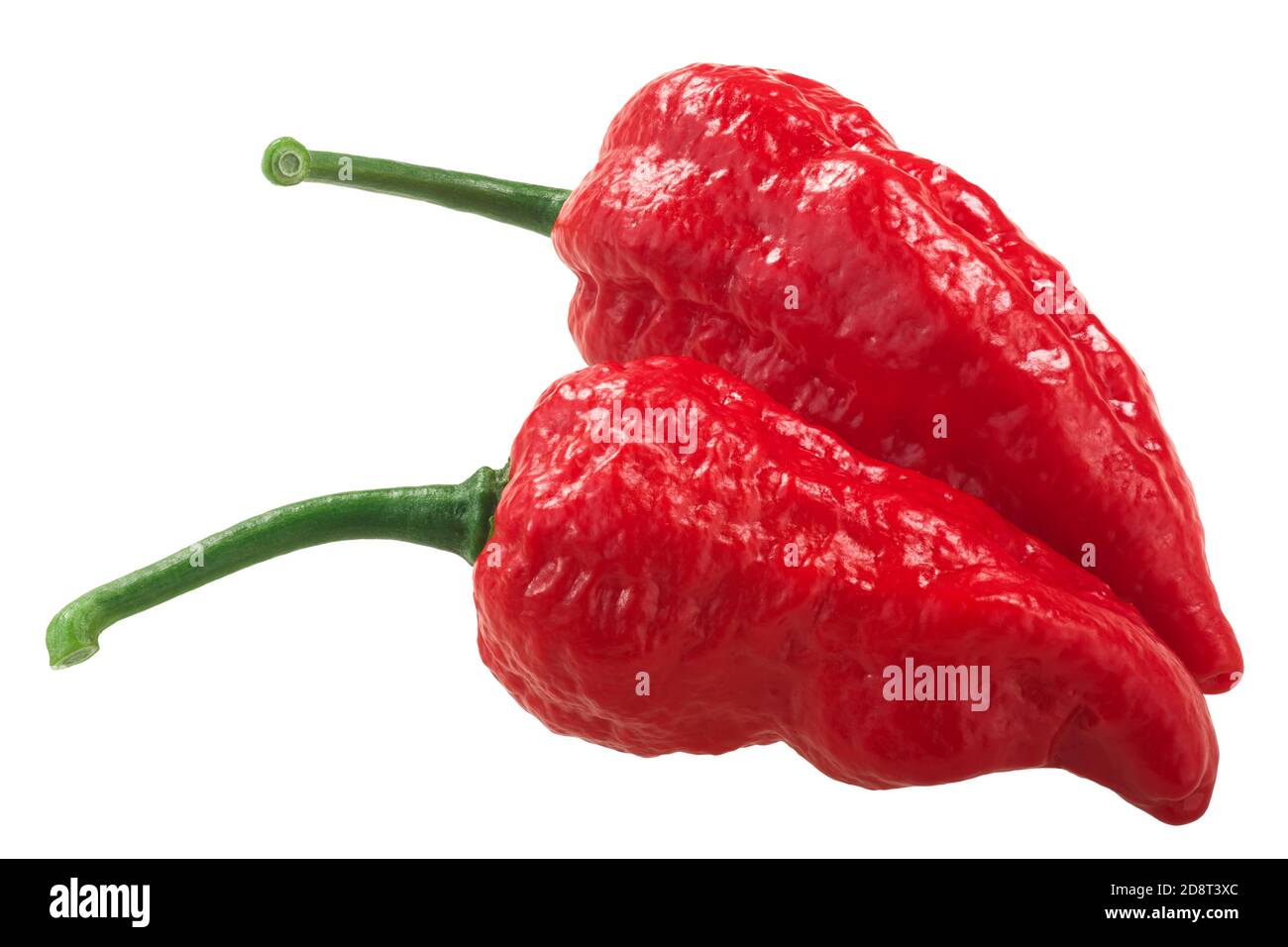 Bhut Jolokia ghost chili peppers (Capsicum frutescens x Capsicum chinense hybrid), isolated Stock Photo