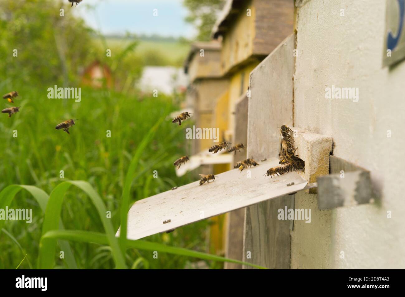 Bees flying outside hive hi-res stock photography and images - Alamy