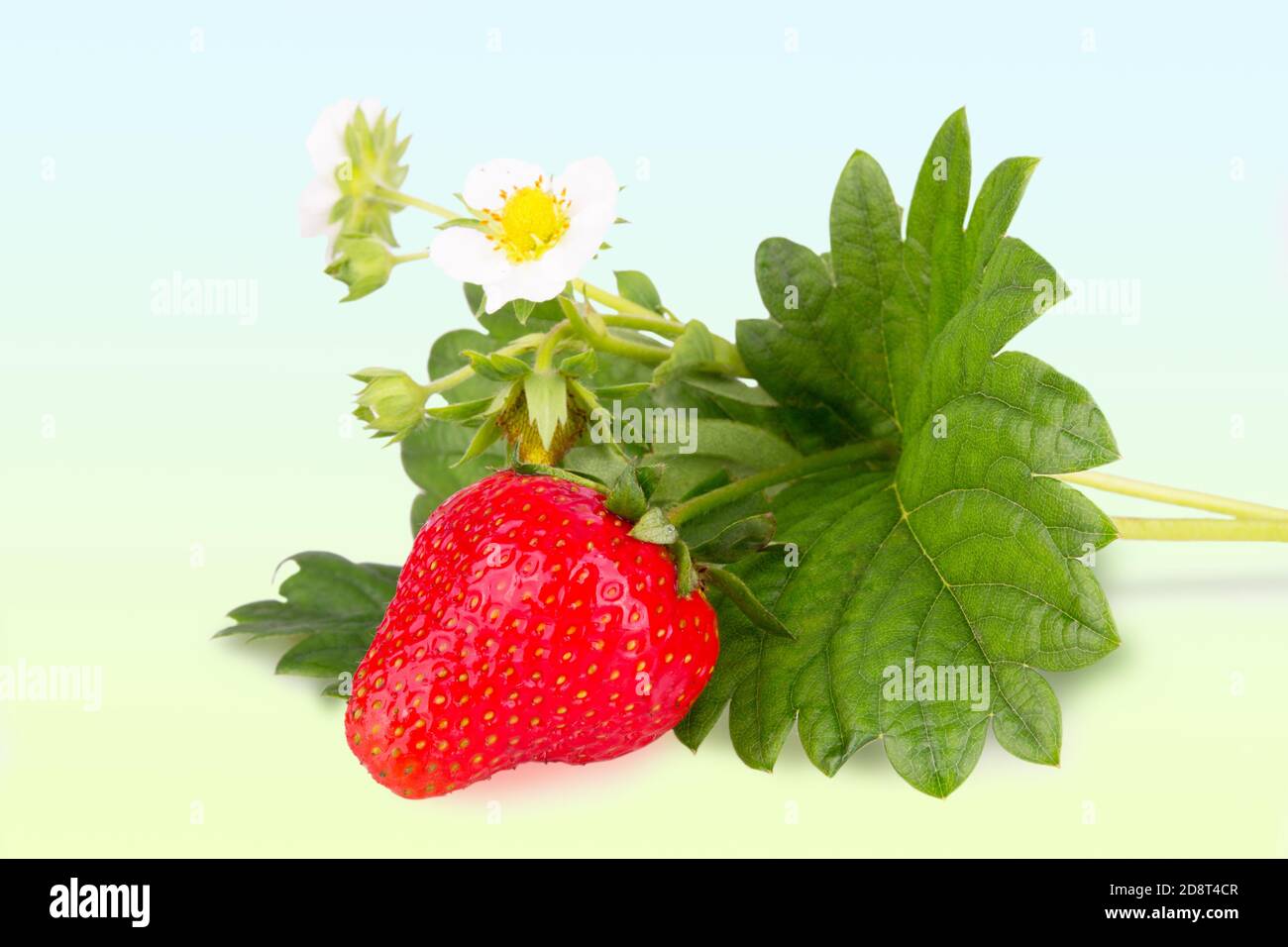 Unripe wild strawberry hi-res stock photography and images - Alamy
