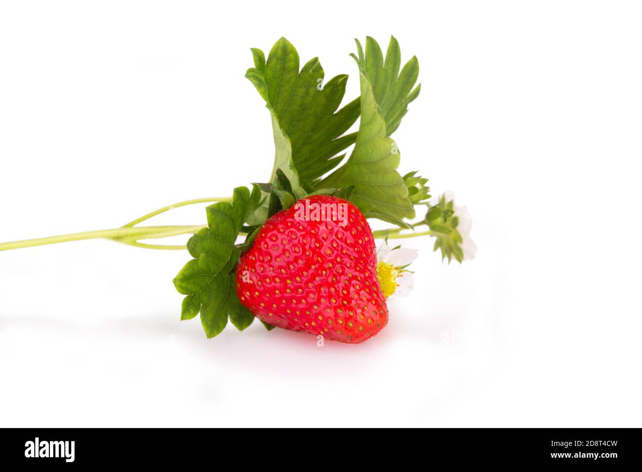 fresh strawberry bush isolated Stock Photo Alamy