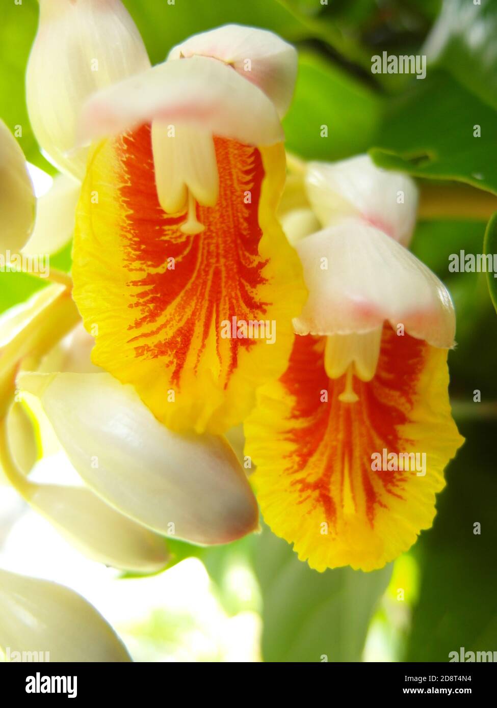 Closeup of blooming Alpinia malaccensis, ginger flowers Stock Photo