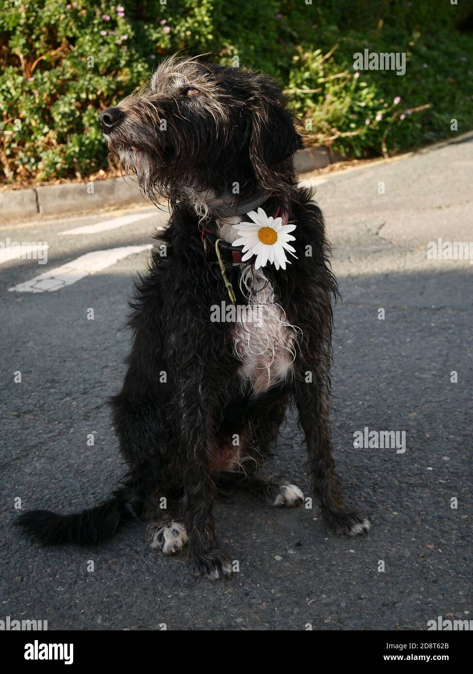 Scruffy dog dressed up with a flower portrait. Stock Photo