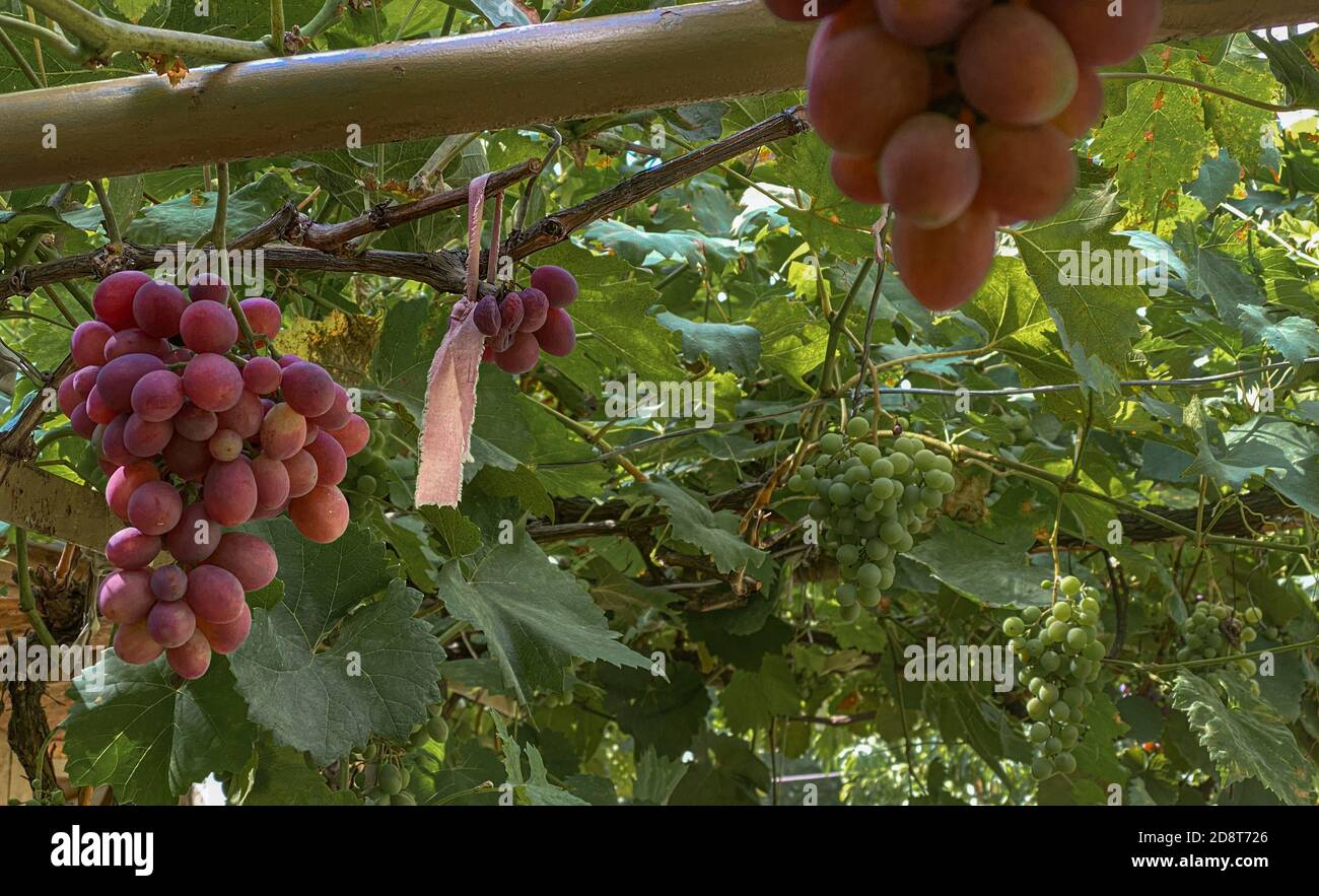 Organic red grape in the vineyard ready for harvest Stock Photo