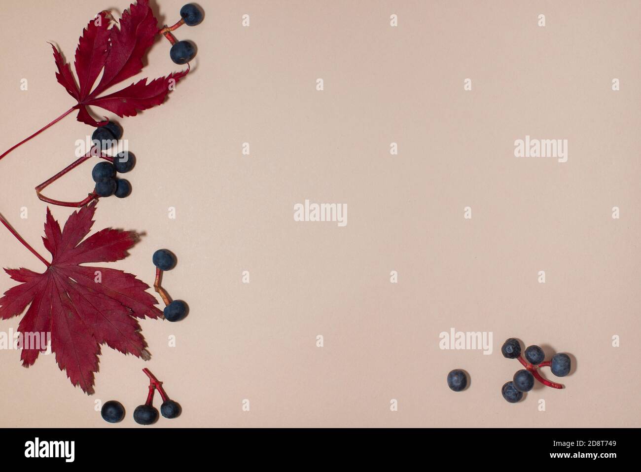 Frame with dry red leaves and black berries on beige background. Flat ...
