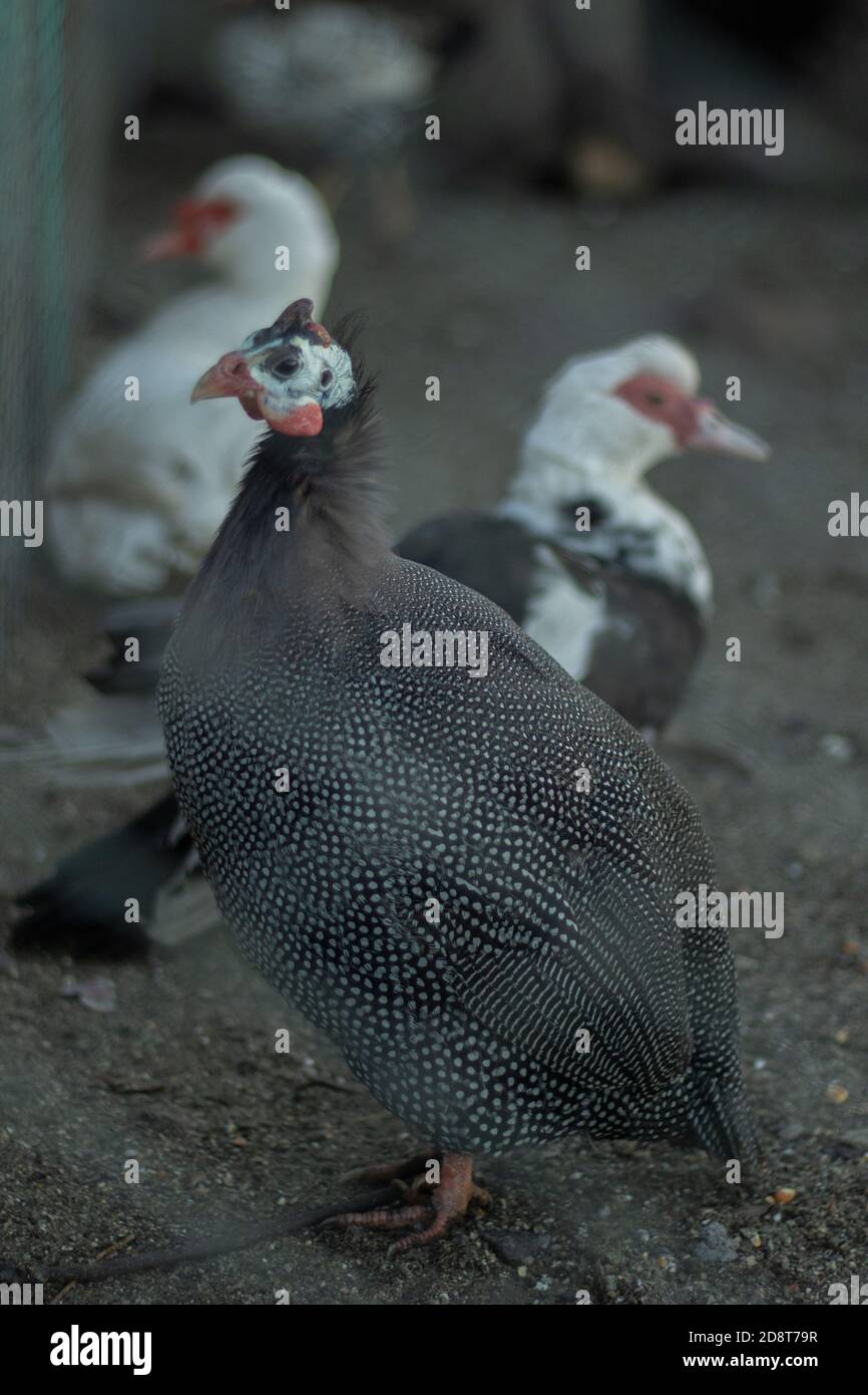 Chicken, turkey and rooster on a farm Stock Photo Alamy
