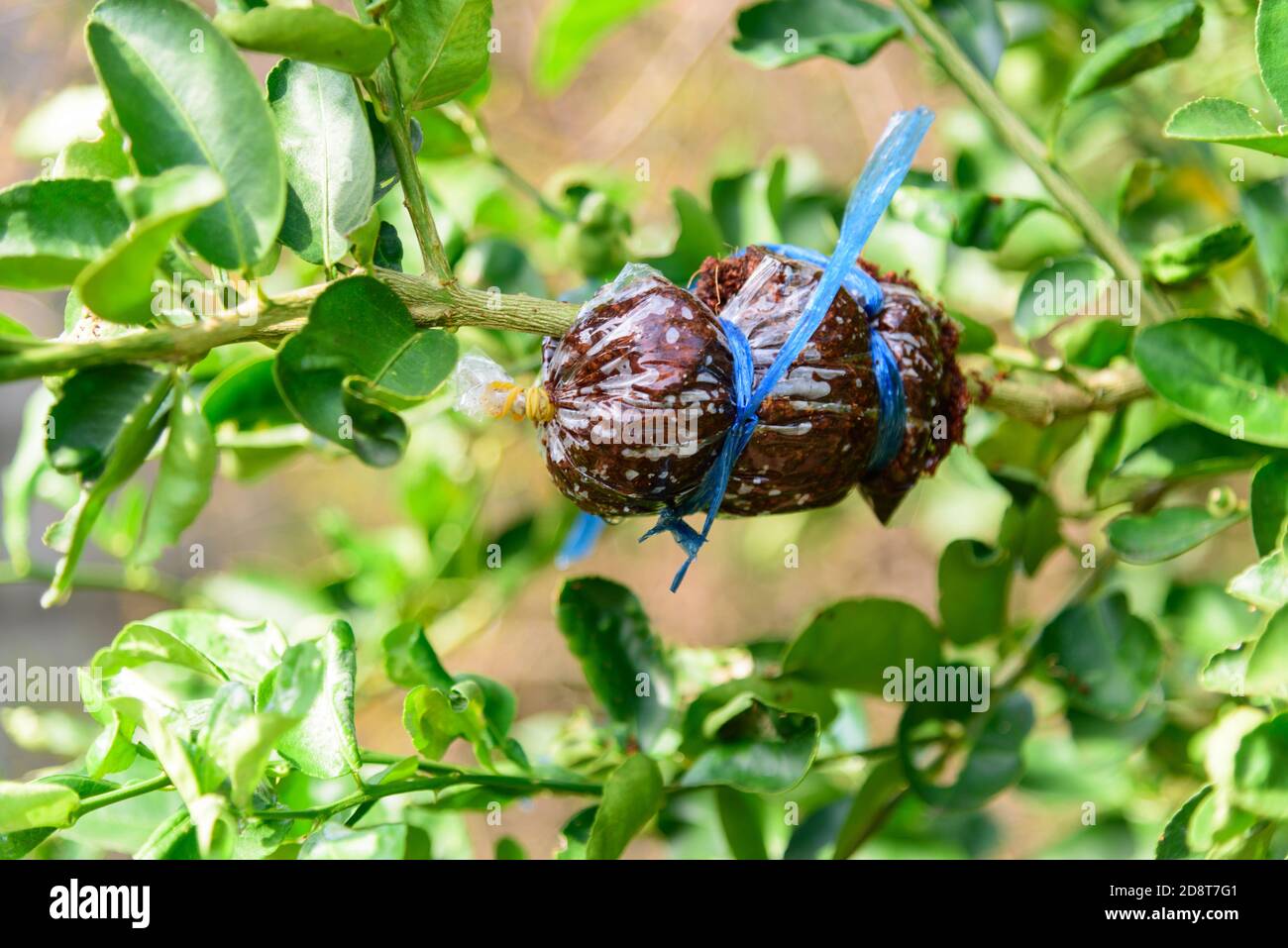 graft on the lemon tree for breed Stock Photo Alamy