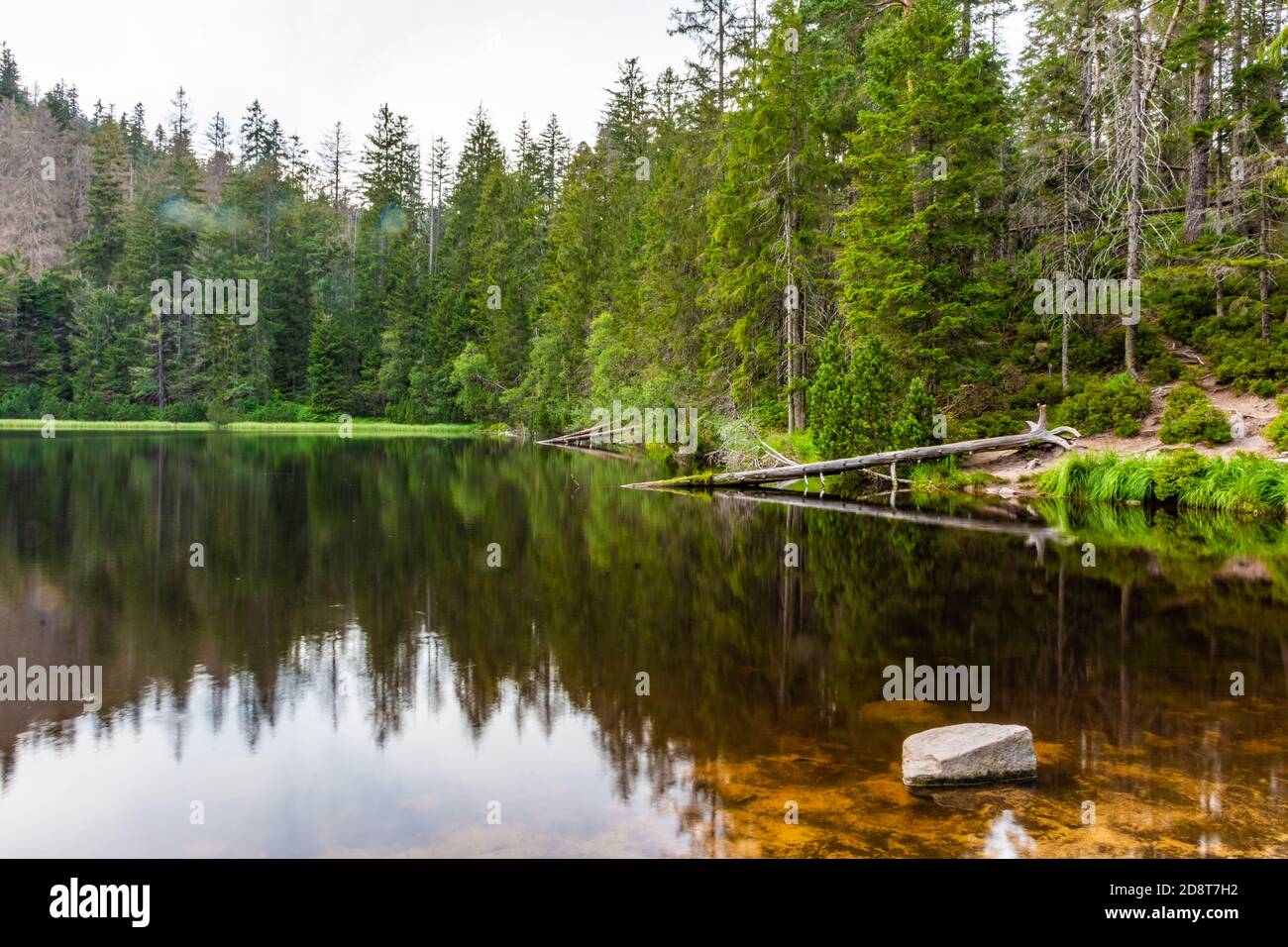 Wildsee black forest germany hi-res stock photography and images - Alamy