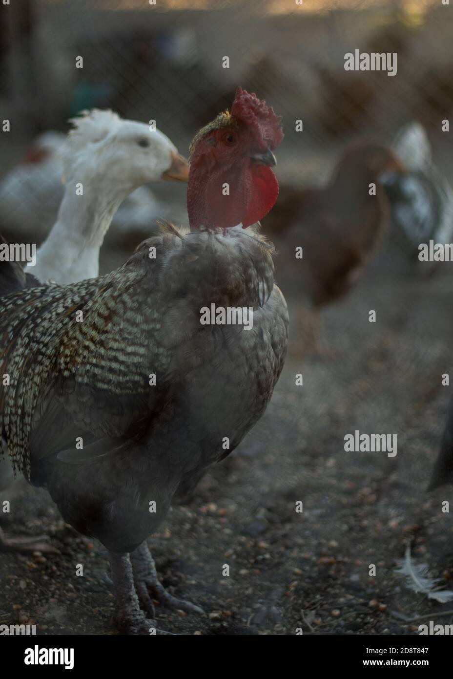 Chicken rooster hires stock photography and images Alamy