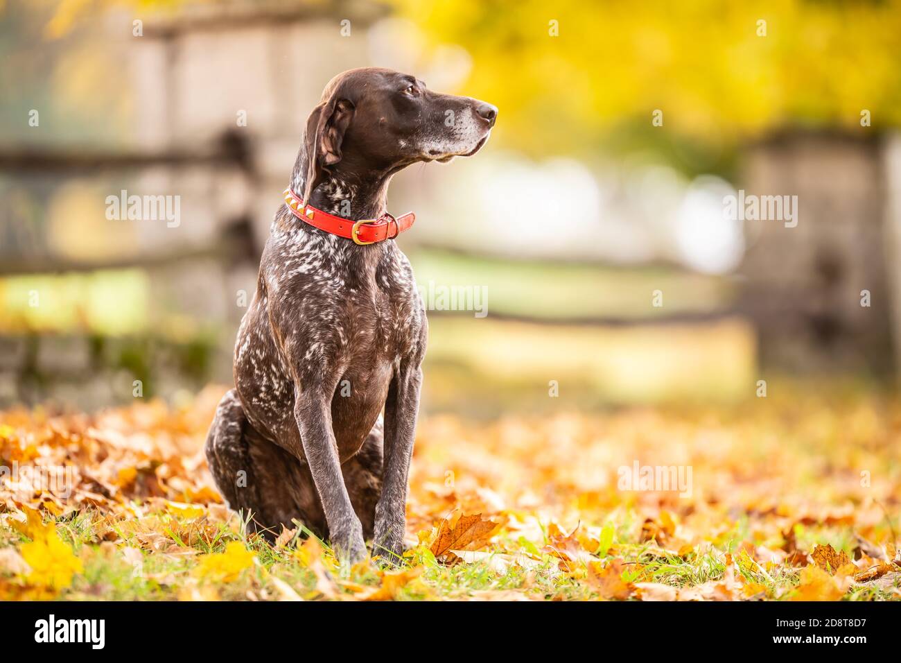 GSP dog looking to a side while sitting in a park during an autumn day Stock Photo