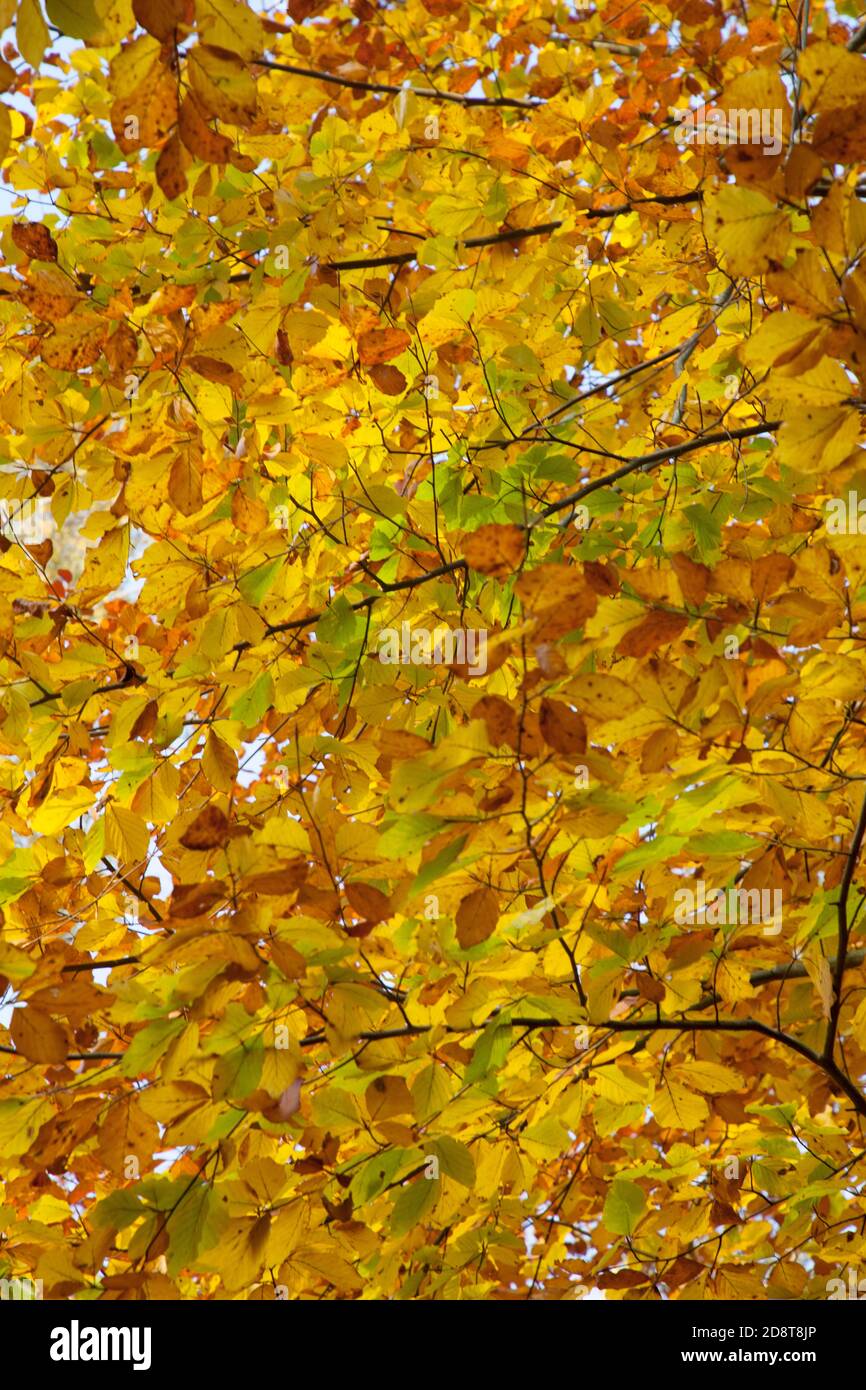 Colourful Autumn leaves, Stock Photo
