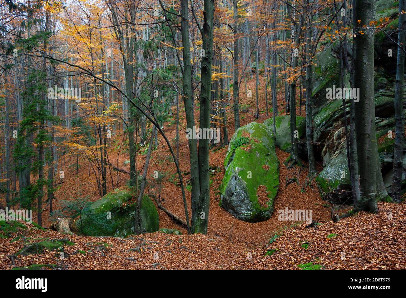 Fabulous autumn landscape. Rocks and stones with moss in the woods ...
