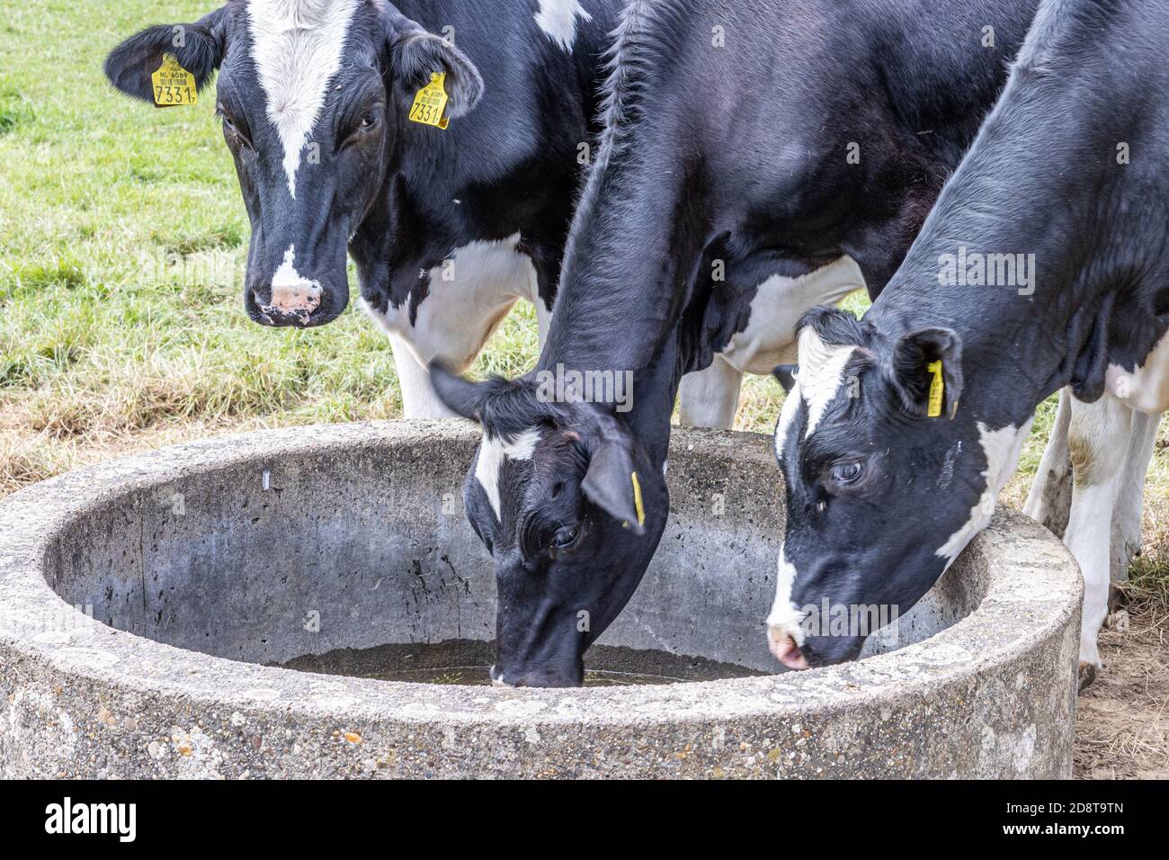 Cattle drinking from trough hires stock photography and images Alamy
