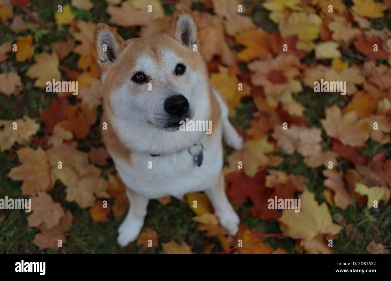 Top-Down Shiba with Innocent Look Sits on Colorful Fallen Autumn Leaves during Fall Season. The Shiba Inu is a Japanese Breed. Stock Photo