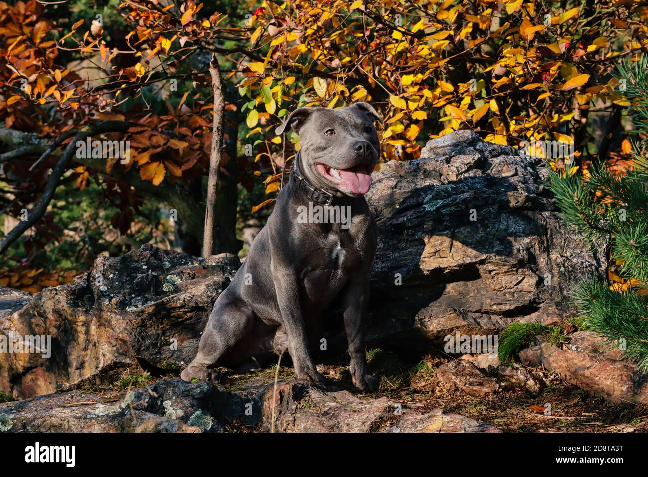 Muscular Staffordshire Bull Terrier Sits on Rock in Autumn Nature
