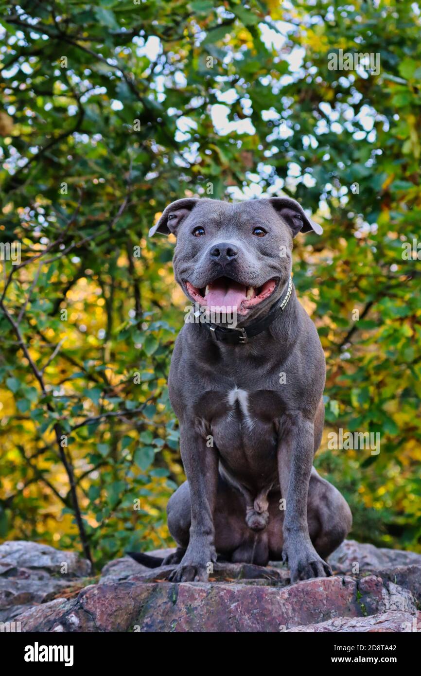 staffordshire bull terrier, dog, staff, staffy Stock Photo - Alamy