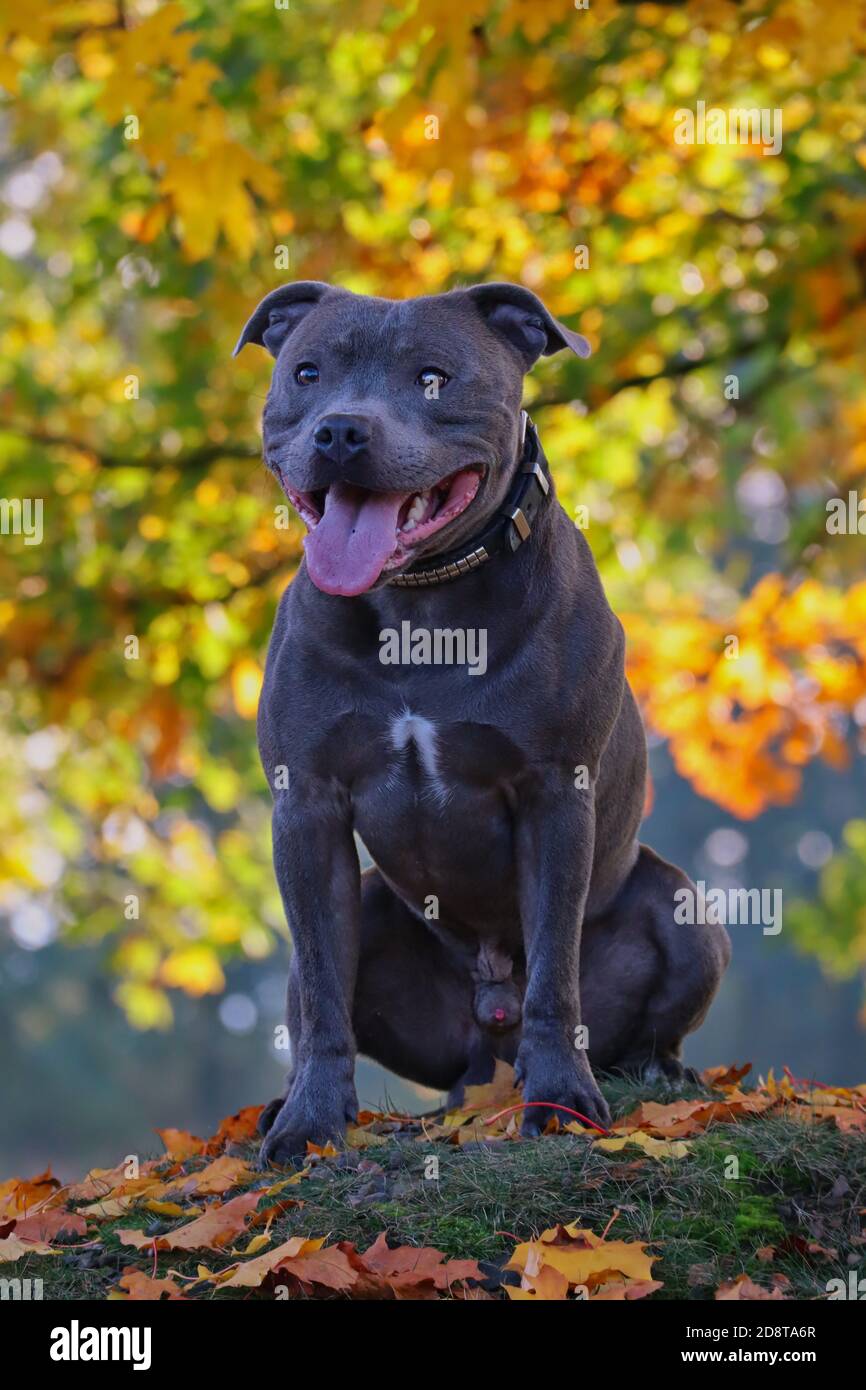 Adorable English Staffordshire Bull Terrier Sits on Small Hill in Autumn Nature with Tongue Out. Cute Blue Staffy Being Happy in Fall Season. Stock Photo