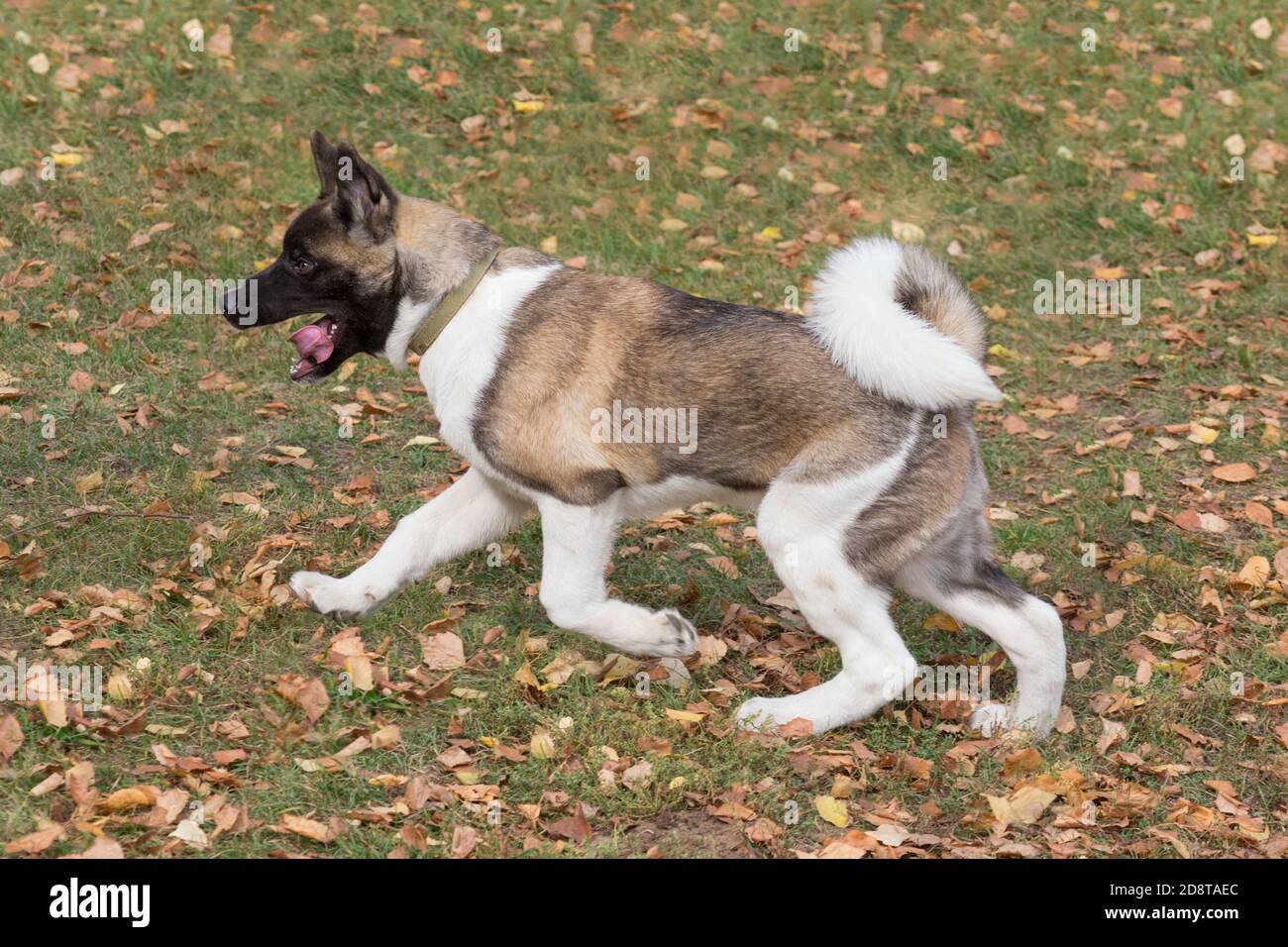 6 month hot sale old akita