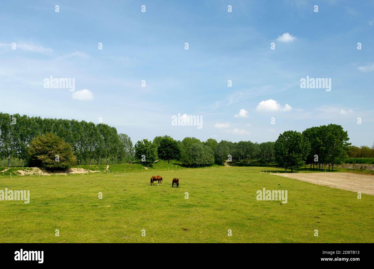 Polesine Parmense (Pr),Emilia Romagna,Italy,horses to pasture Stock Photo