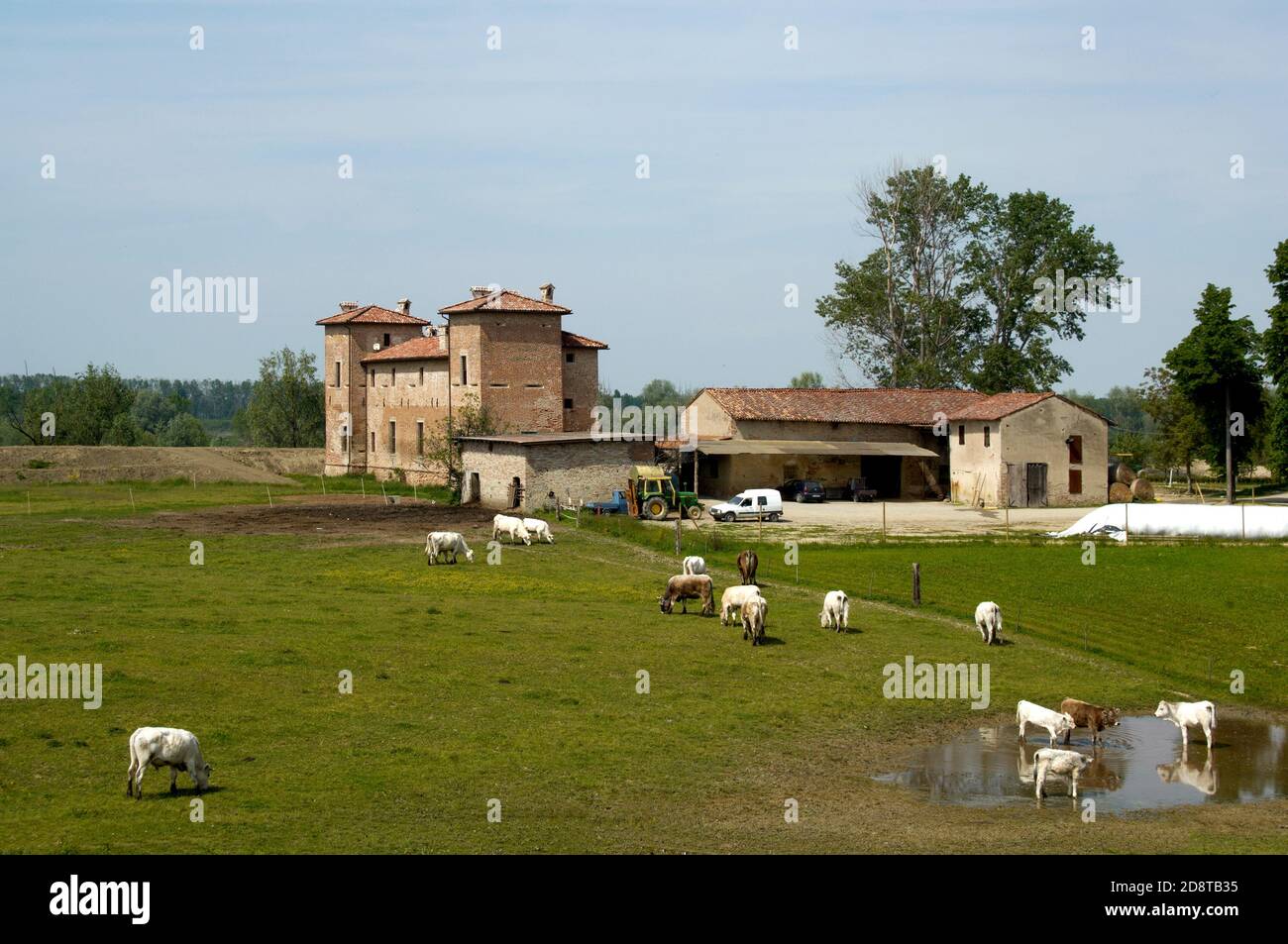 Polesine Parmense (Pr),Emila Romagna,Italy,a farm with cows at pasture Stock Photo