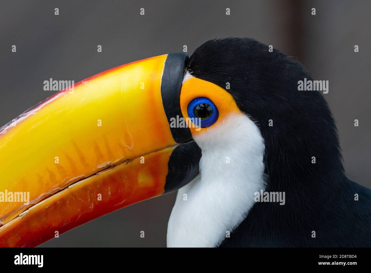 The toco toucan eye close up (Ramphastos toco), also known as the ...