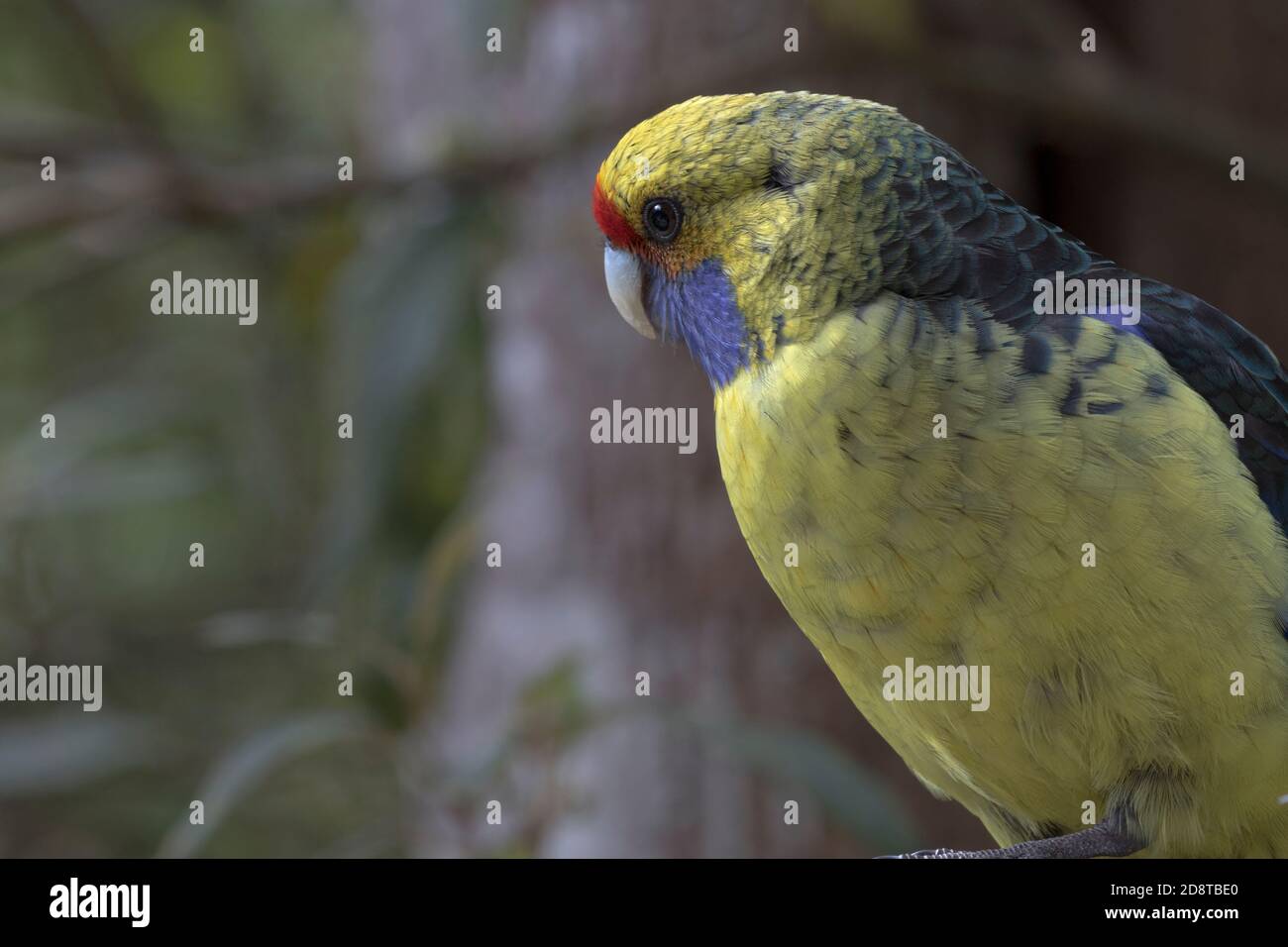 Tasmanian Rosella, a parrot native to Tasmania and Bass Strait islands, in portrait close up with copy space on left Stock Photo