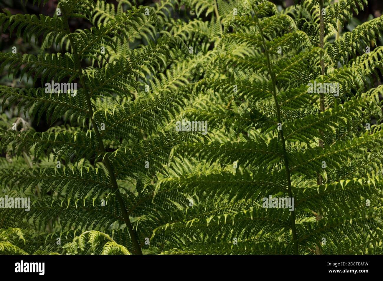 Fern texture hi-res stock photography and images - Alamy