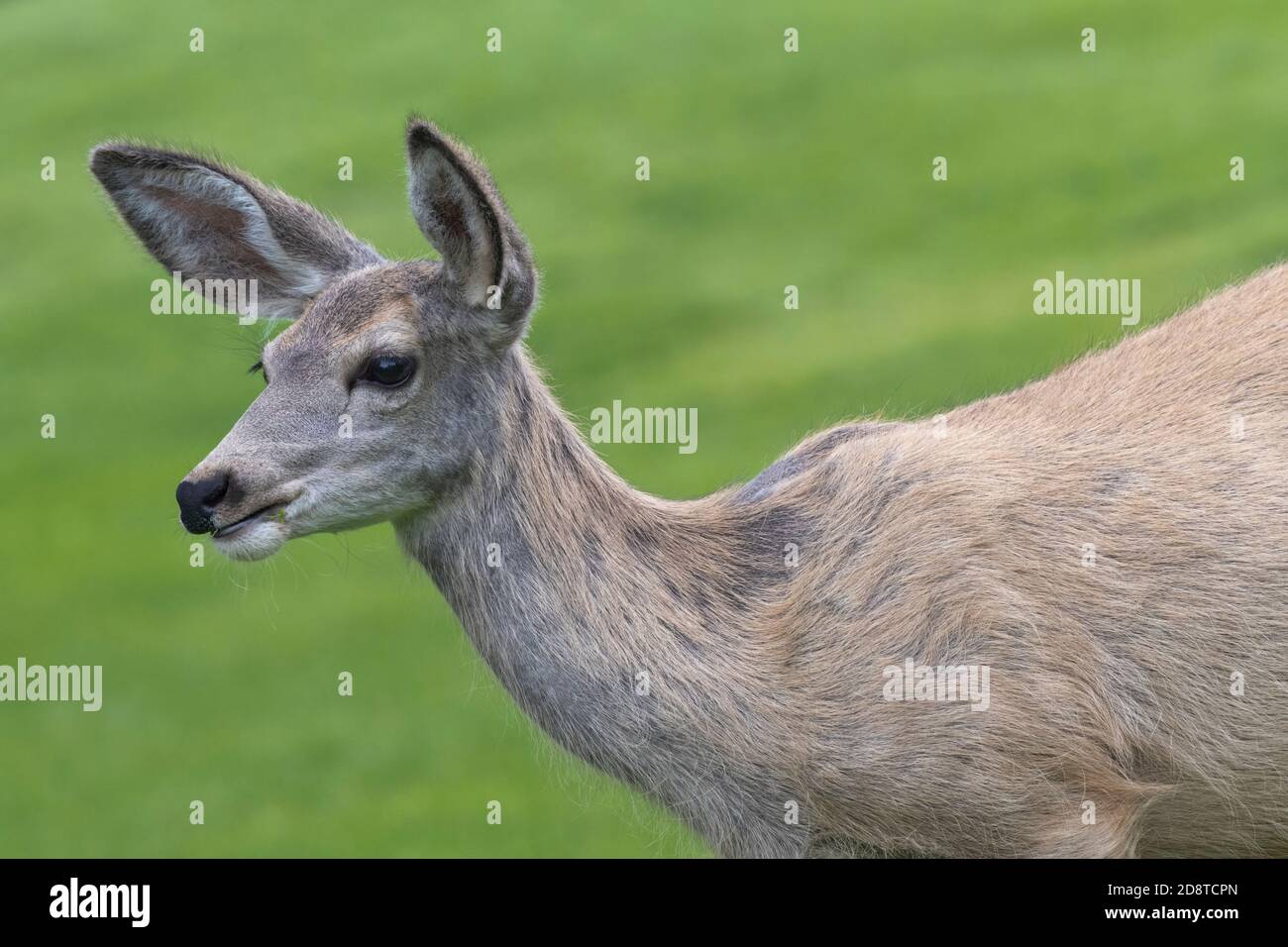 Female deer at Radium Hot Spring Golf Course in British Columbia in close up with copy space on green grass bokeh of background. Stock Photo