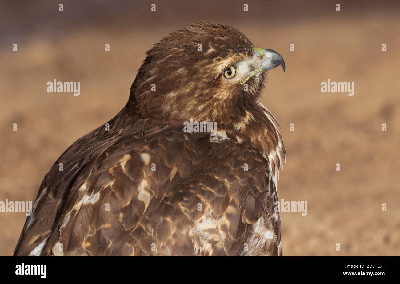 Red tailed hawk portrait made with expressive allure of cocked head at Bosque del Apache National Wildlife Refuge in New Mexico Stock Photo