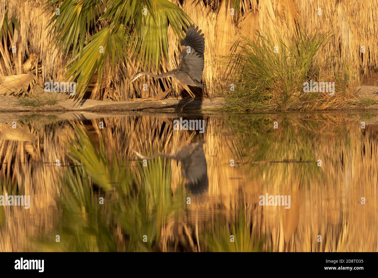 Agua Caliente Park, a springfed desert oasis in Tucson, Arizona, is a ...