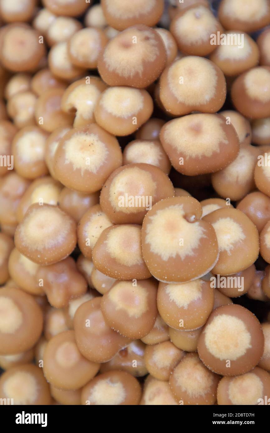 Sheathed Woodtuft Mushrooms, aka Brown Stew Fungus and Two-toned Pholiota Kuehneromyces mutabilis - Łuskwiak zmienny Stock Photo