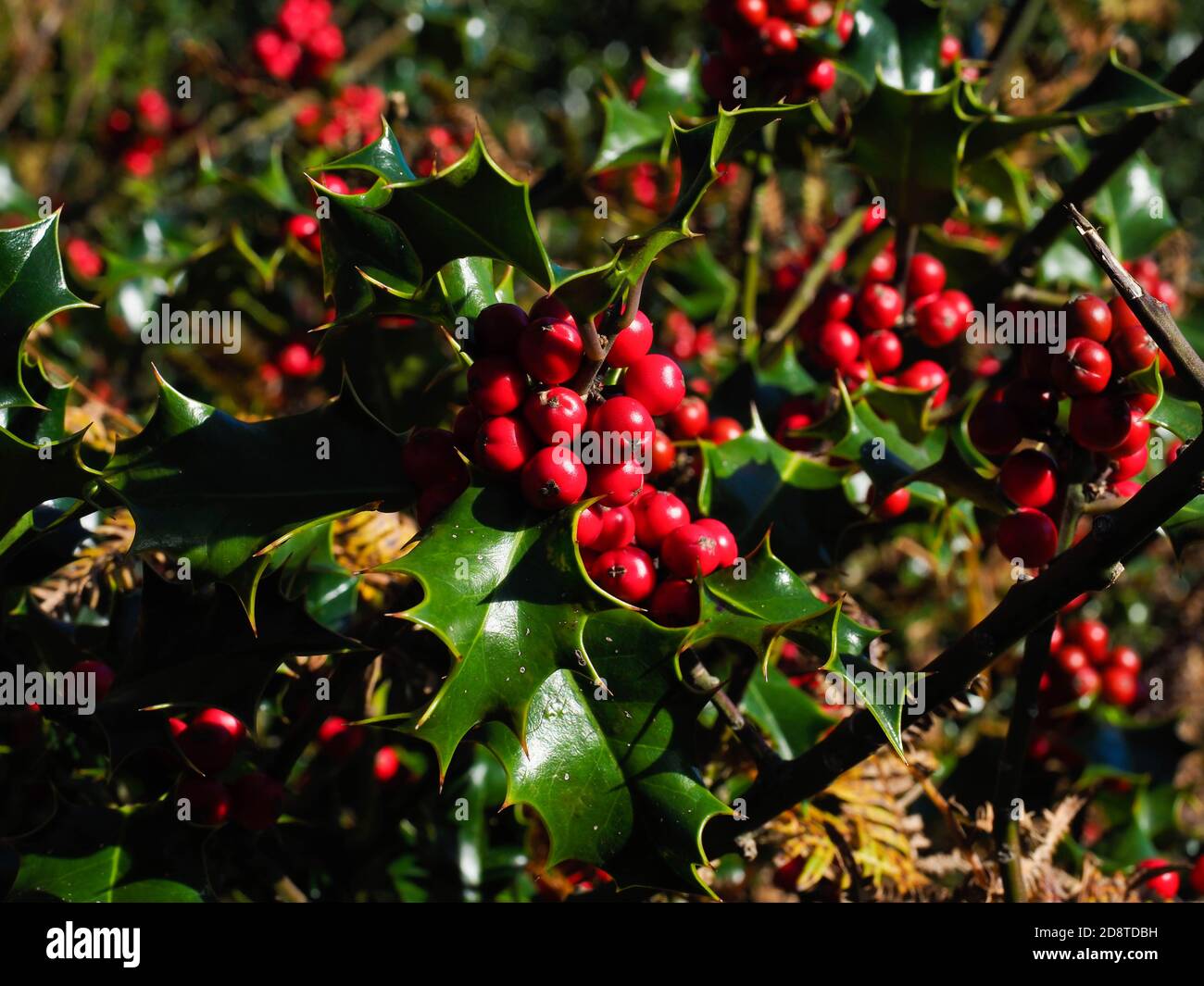 Rustic Holly Bunch beautiful ripe red holly hi-res stock photography and images - Alamy