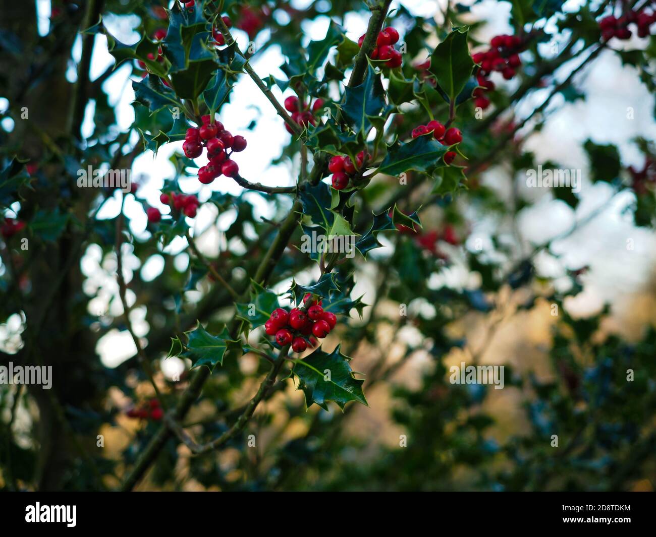 portrait of a holly plant Stock Photo
