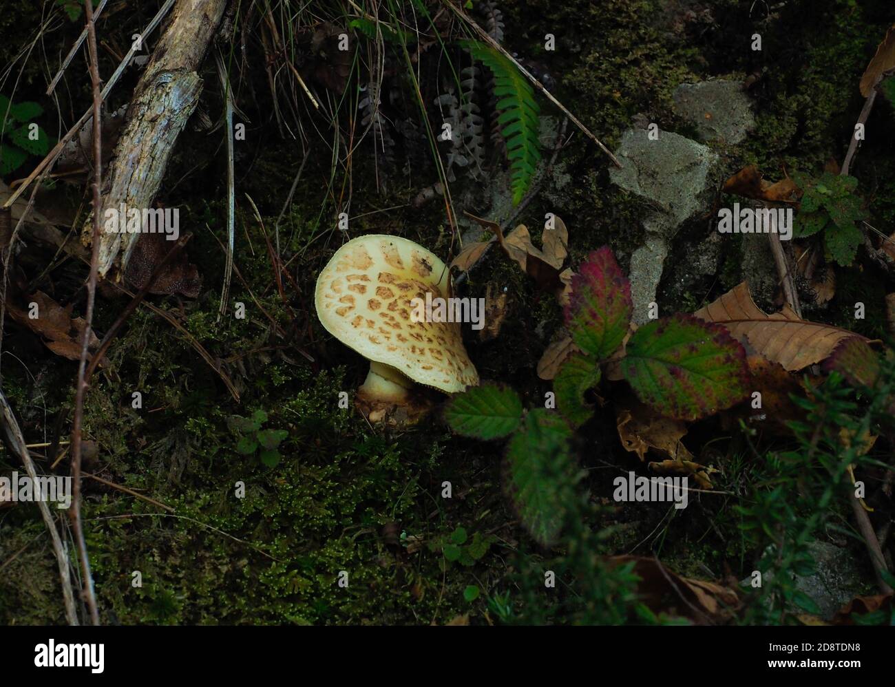 wild mushroom in the forest Stock Photo