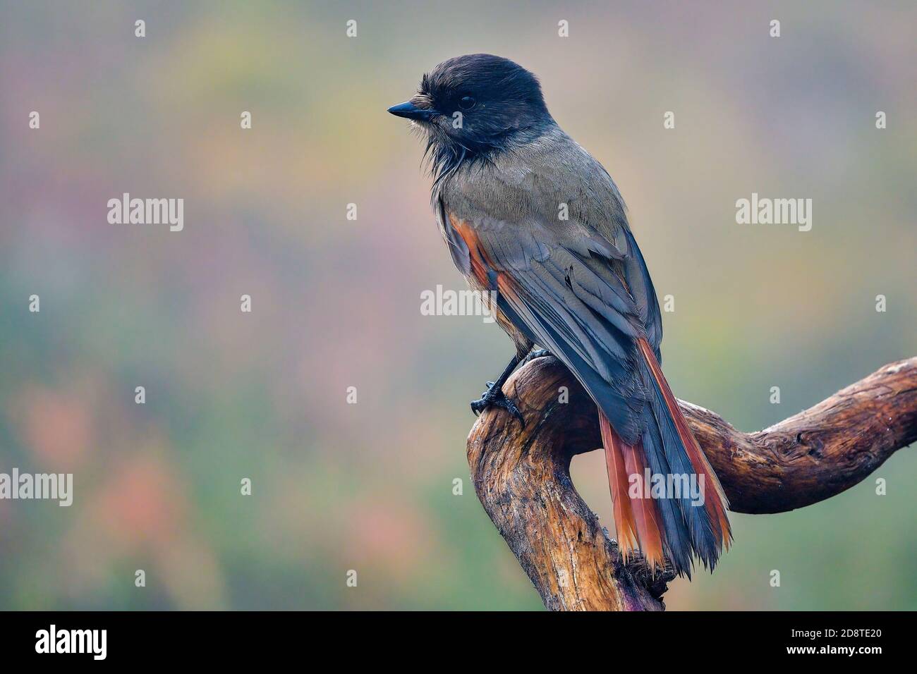 Siberian jay in foggy boreal forest. Stock Photo