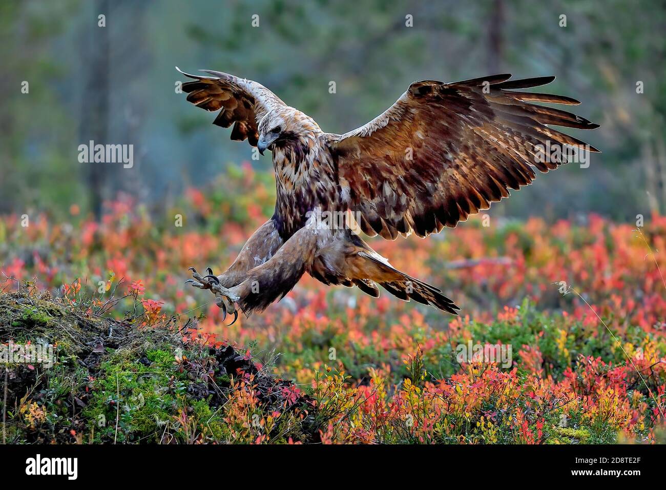 Golden eagle is landing Stock Photo