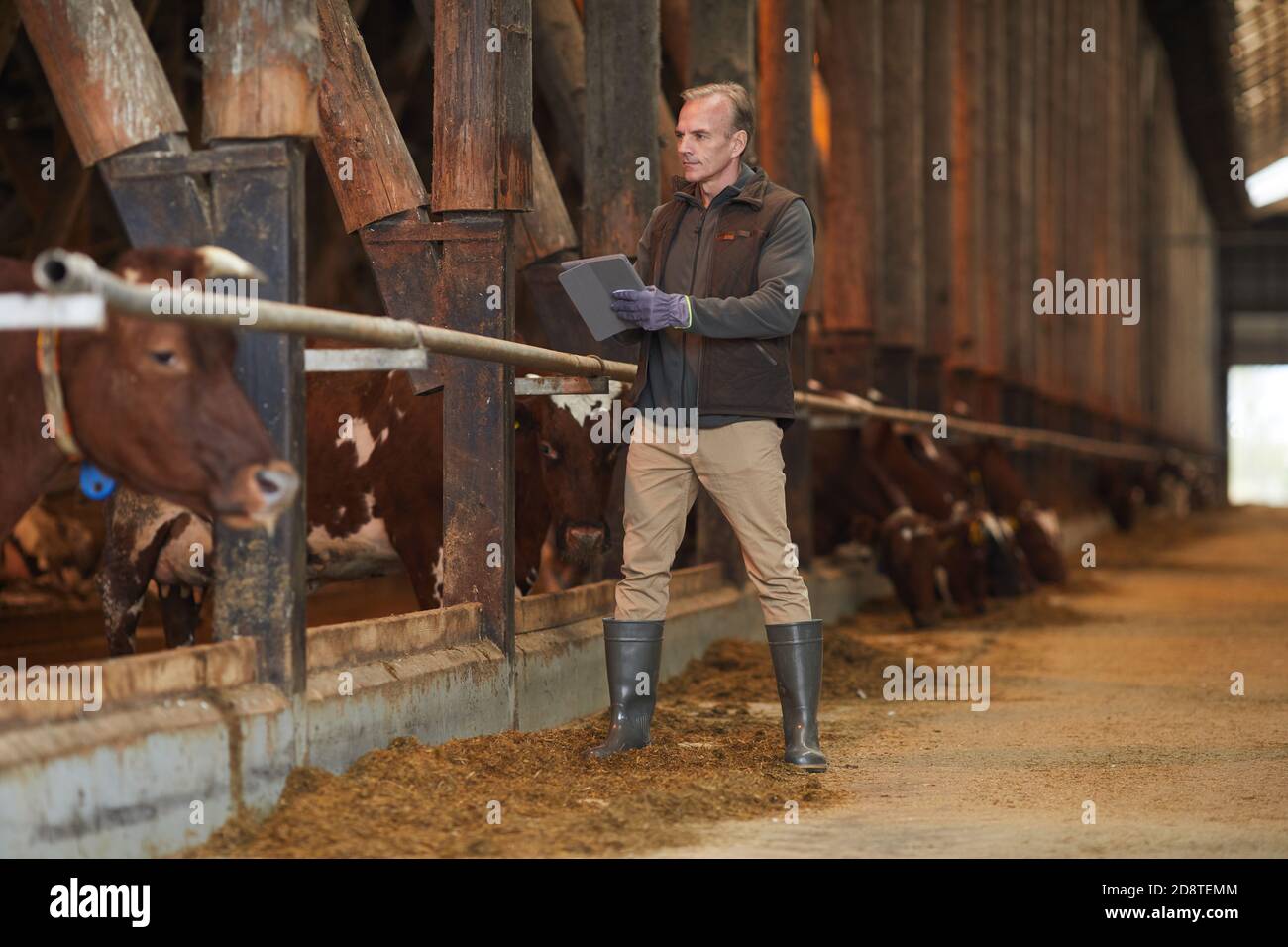 Full length portrait of mature man using digital tablet while inspecting livestock at dairy farm, copy space Stock Photo
