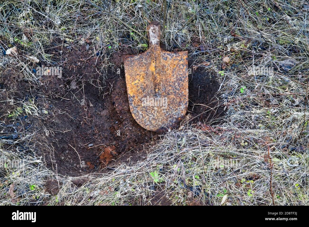 Rusty old broken shovel without handle laying in a freshly dug hole