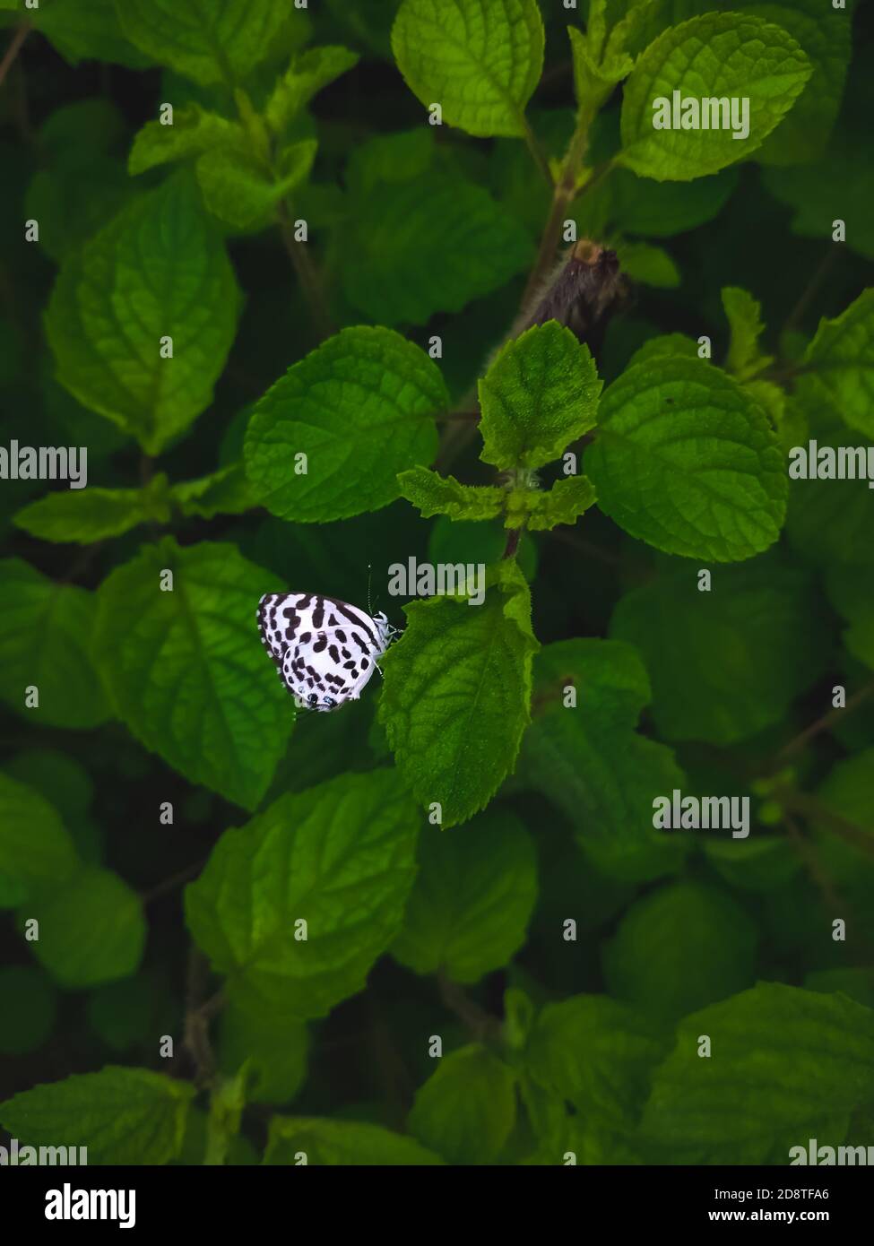 White Butterfly with black stripes wing on leaf with space for copy text in green leaf background. Stock Photo