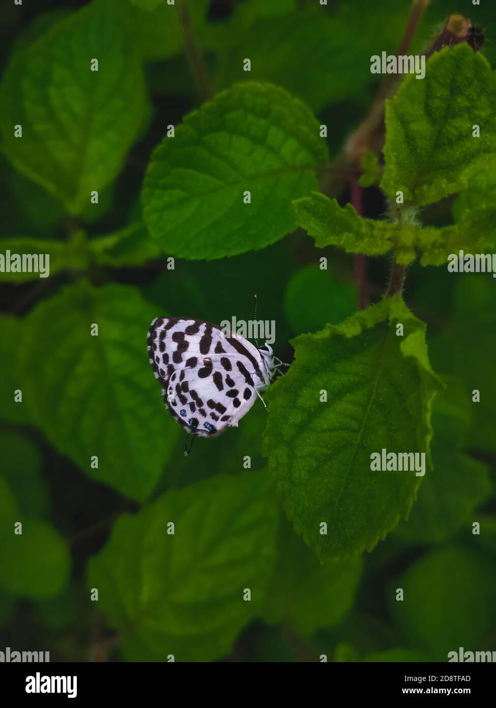 White Butterfly with black stripes wing on leaf with space for copy text in green leaf background. Stock Photo